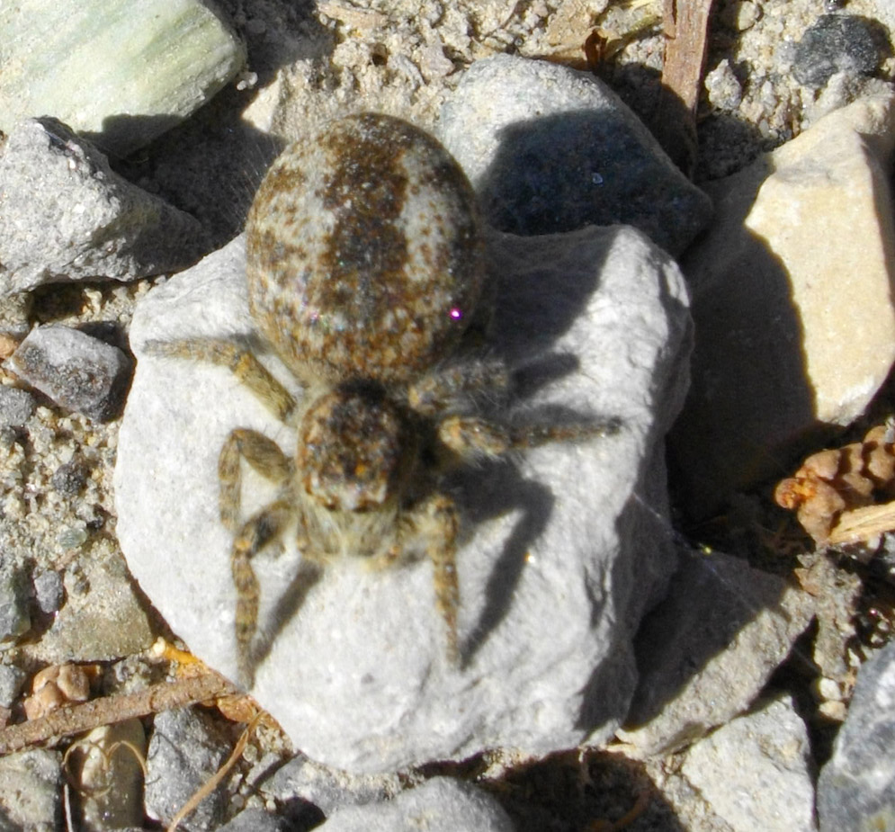 Salticidae grassa (femmina di Philaeus chrysops)